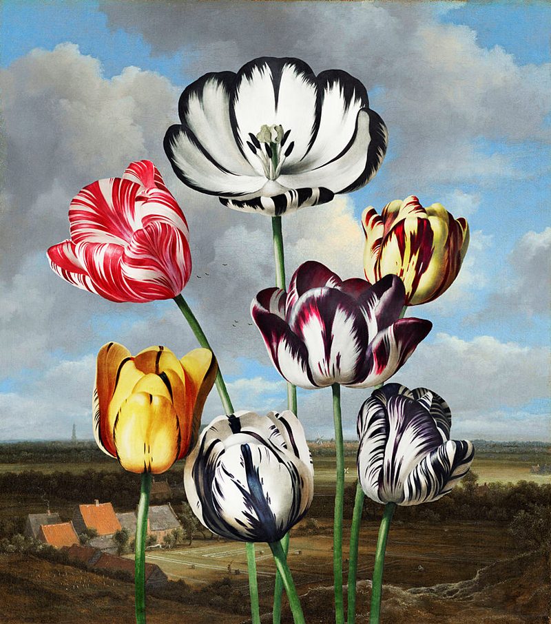 Vibrant Dutch Tulips art print by Marja van den Hurk for $57.95 CAD
