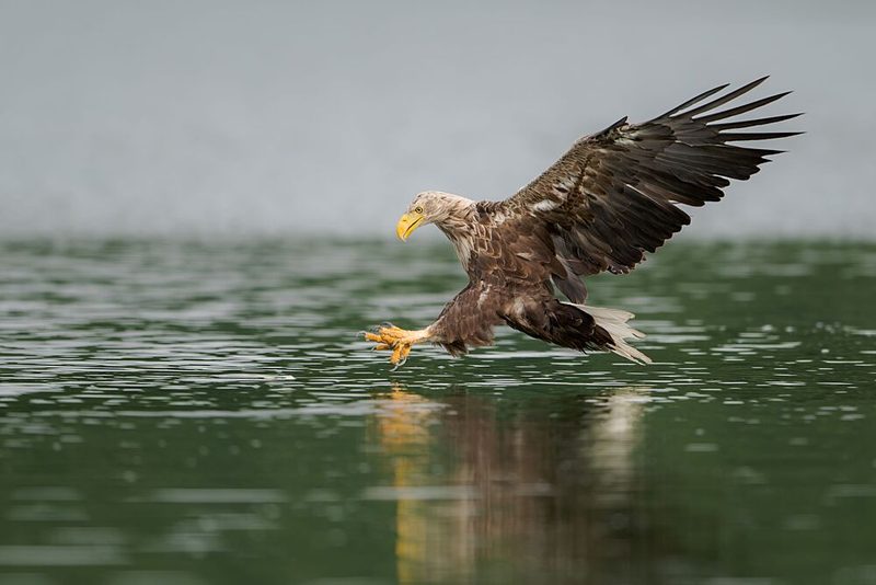 Eagle Water Strike art print by Ruzhdi Ibrahimi for $57.95 CAD