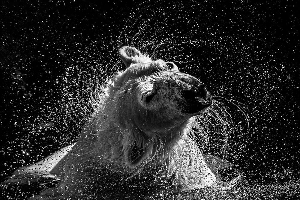 Polar Bear Shake art print by Maron Photography for $57.95 CAD