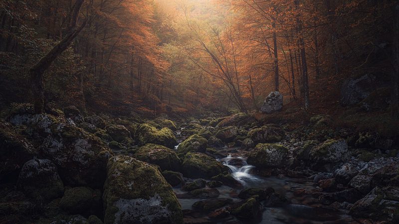 Sunlit Forest Stream art print by Thomas de Franzoni for $57.95 CAD