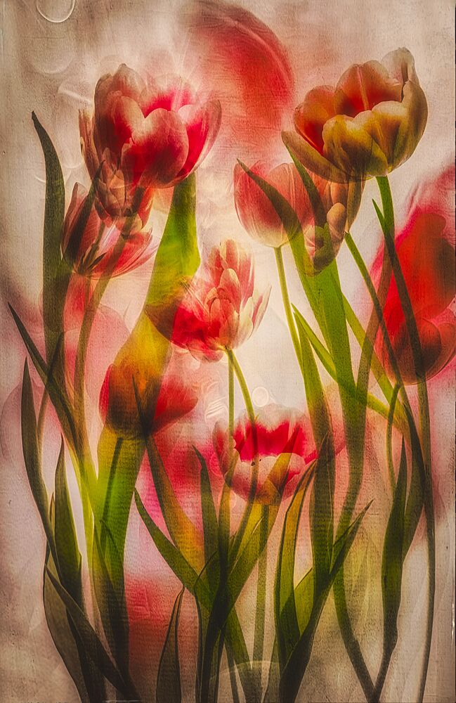 Dreamy Red Tulips art print by Hilda van der Lee for $57.95 CAD