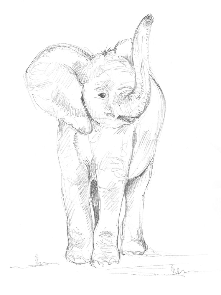 Baby Elephant 02 art print by Isabelle Brent for $57.95 CAD