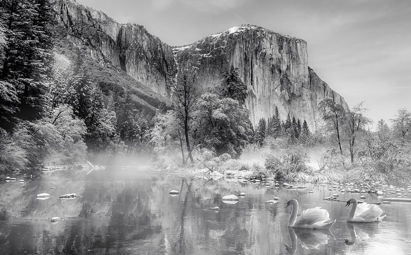 Misty Mountain River Swans art print by Anna An for $57.95 CAD