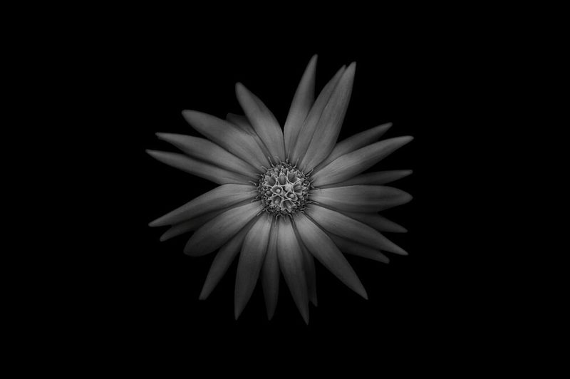 Black and White Flower art print by Lotte Gronkjaer for $57.95 CAD