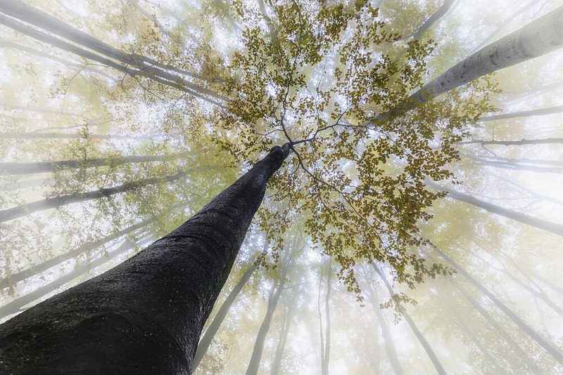 Misty Forest Canopy art print by Tom Pavlasek for $57.95 CAD