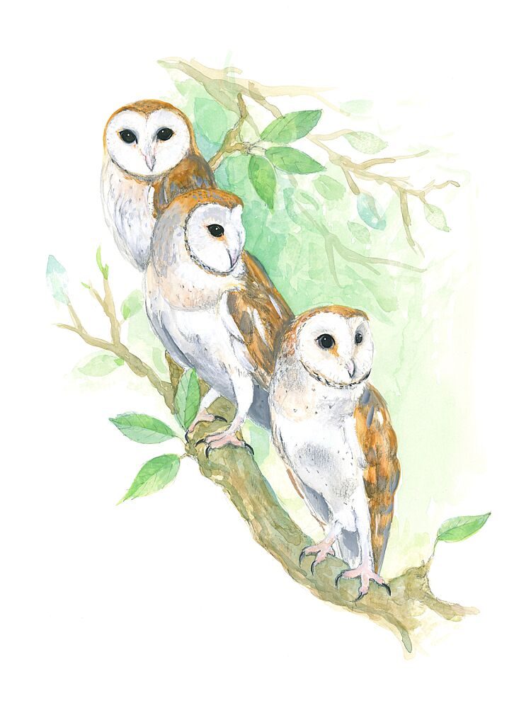 3 Barn Owls art print by Isabelle Brent for $57.95 CAD