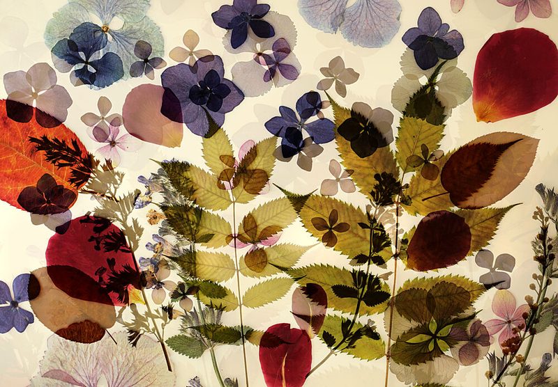 Delicate Pressed Flora art print by Ellen van Deelen for $57.95 CAD
