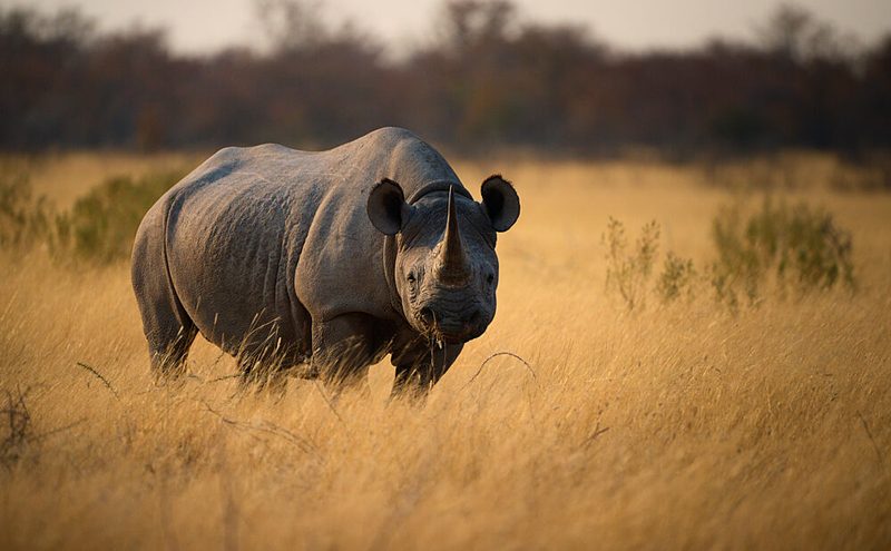 Black Rhino in Golden Grass art print by Andrea Marzorati for $57.95 CAD