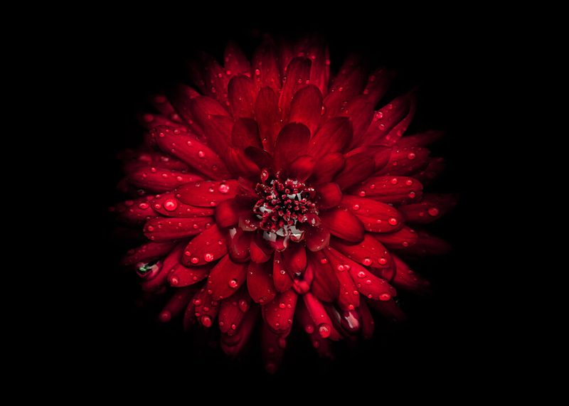 Vibrant Red Bloom art print by The Learning Curve Photography for $57.95 CAD