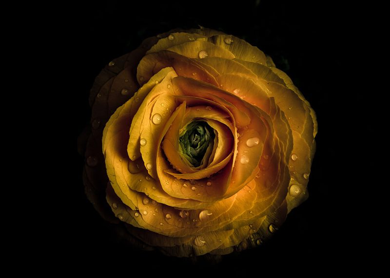 Wet Golden Bloom art print by The Learning Curve Photography for $57.95 CAD