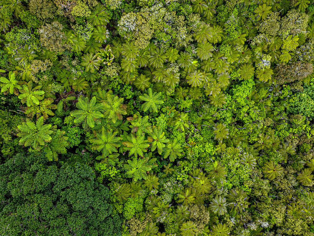 Lush Rainforest Aerial art print by Martin Blahak for $57.95 CAD