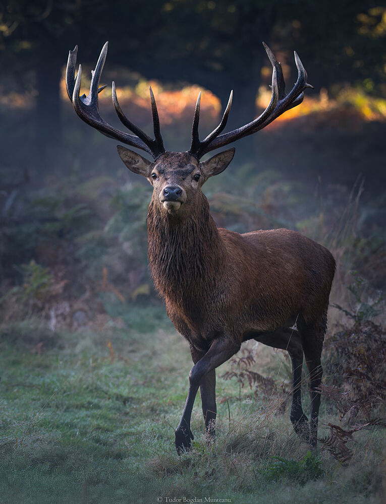 Majestic Forest Stag art print by Tudor Munteanu for $57.95 CAD