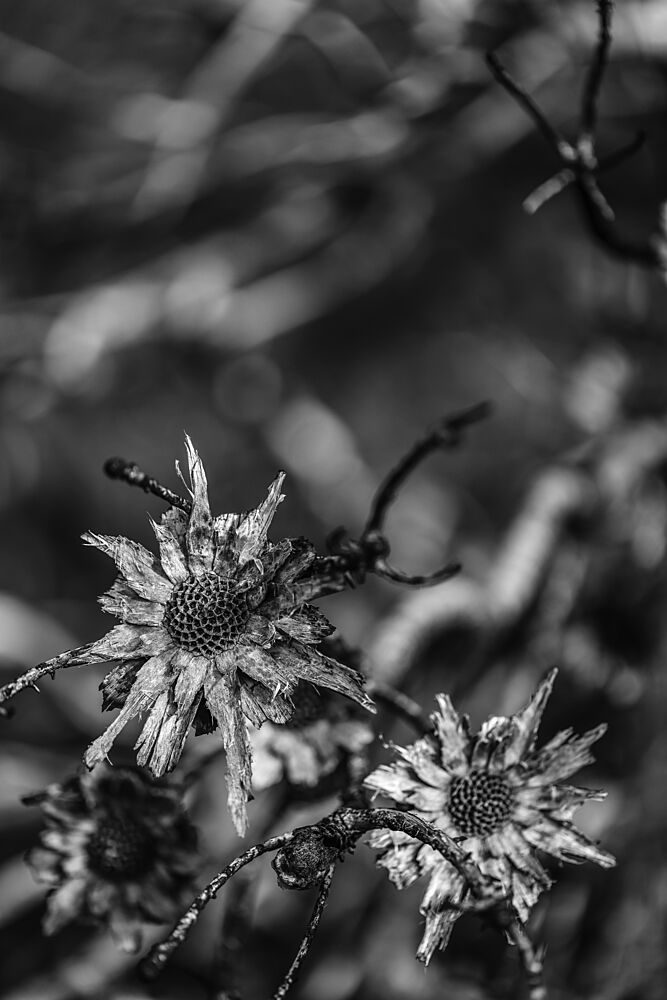 Language of Nature art print by Shot by Clint for $57.95 CAD