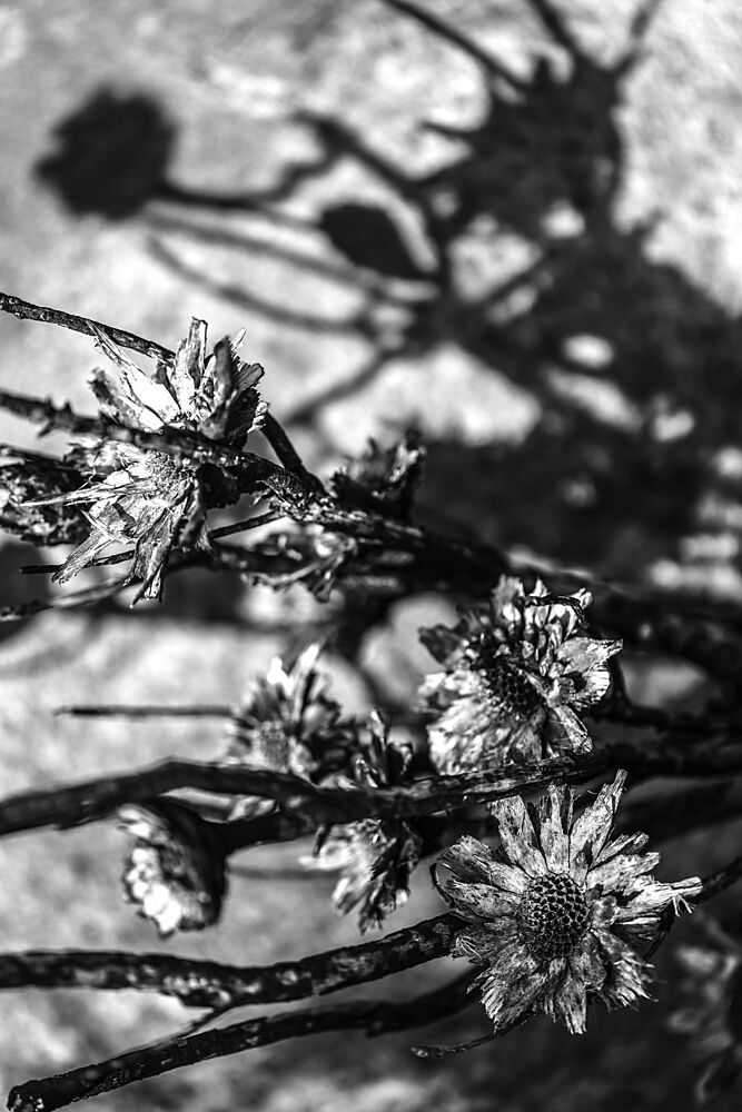 Petals in Shadowsjpg art print by Shot by Clint for $57.95 CAD