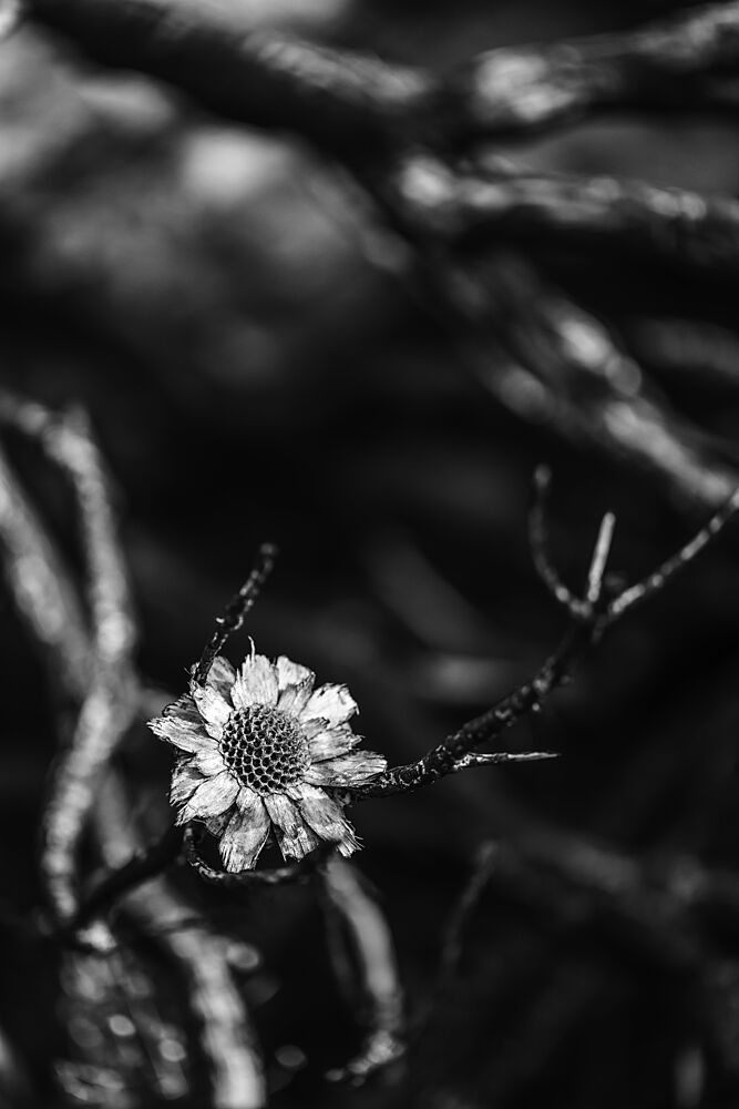 Flowform art print by Shot by Clint for $57.95 CAD