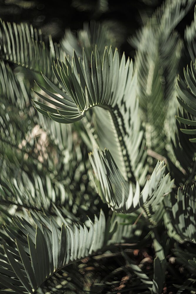 Fronds of Light art print by Shot by Clint for $57.95 CAD