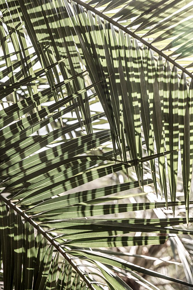 Palm Geometry art print by Shot by Clint for $57.95 CAD
