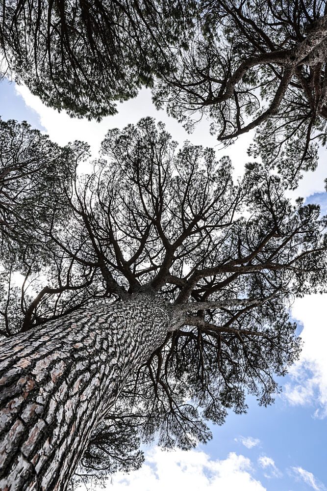 Tallwood 01 art print by Shot by Clint for $57.95 CAD