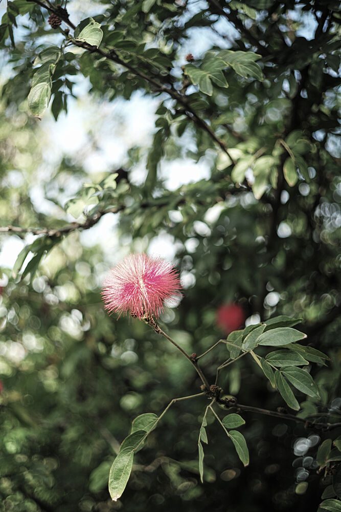 Petal Brush art print by Shot by Clint for $57.95 CAD