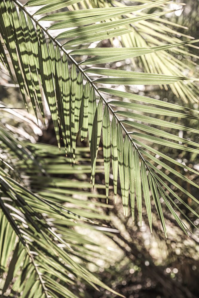 Shade and Sun art print by Shot by Clint for $57.95 CAD