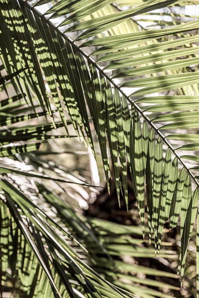 Palmlight art print by Shot by Clint for $57.95 CAD