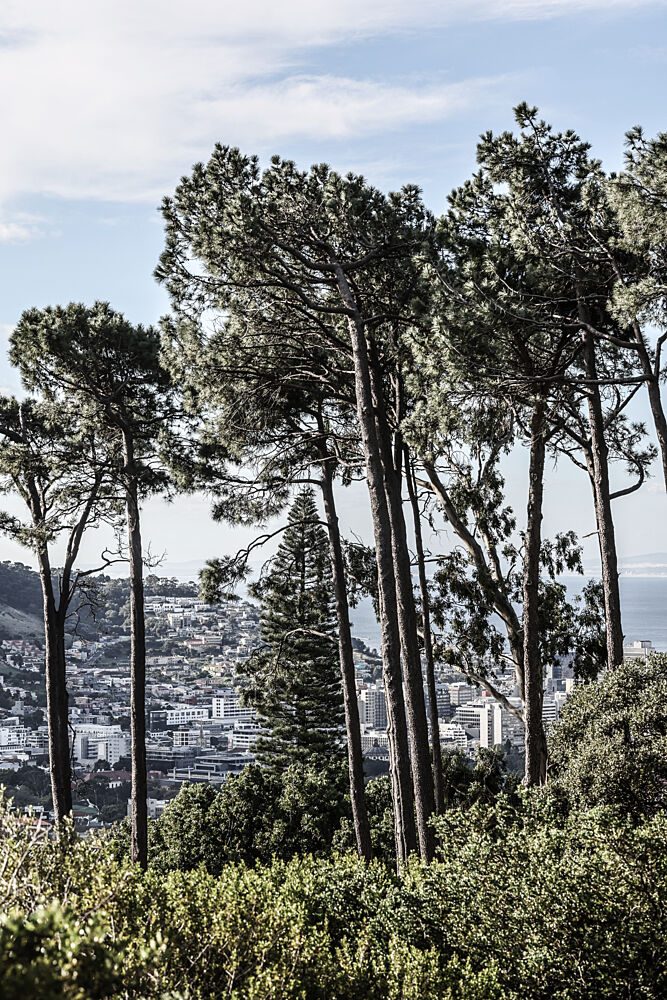 City Pines art print by Shot by Clint for $57.95 CAD
