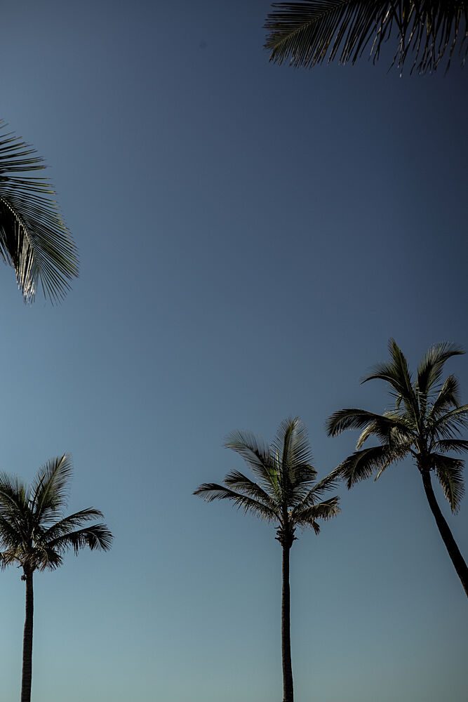 Palm Conversation art print by Shot by Clint for $57.95 CAD