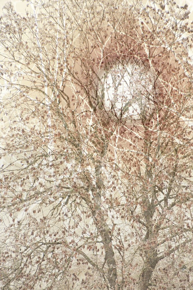 Soft Autumn Tree art print by Christina Sillen for $57.95 CAD
