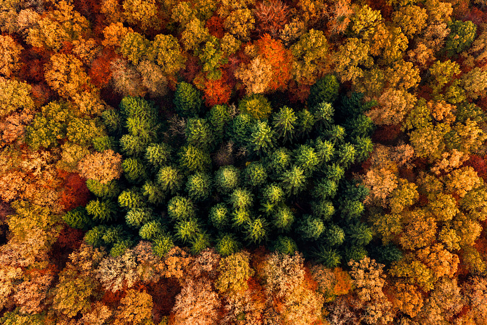 Green Trees Autumn Forest art print by Keller for $57.95 CAD