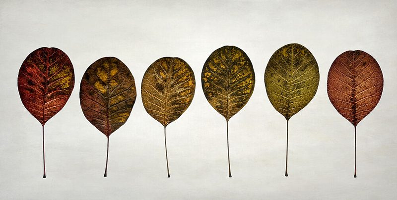 Autumn Leaf Gradient art print by Lotte Gronkjaer for $57.95 CAD
