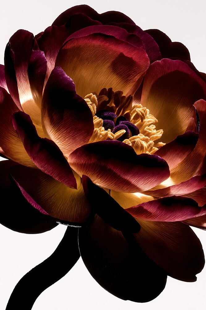 Illuminated Peony Bloom art print by Minorstep for $57.95 CAD
