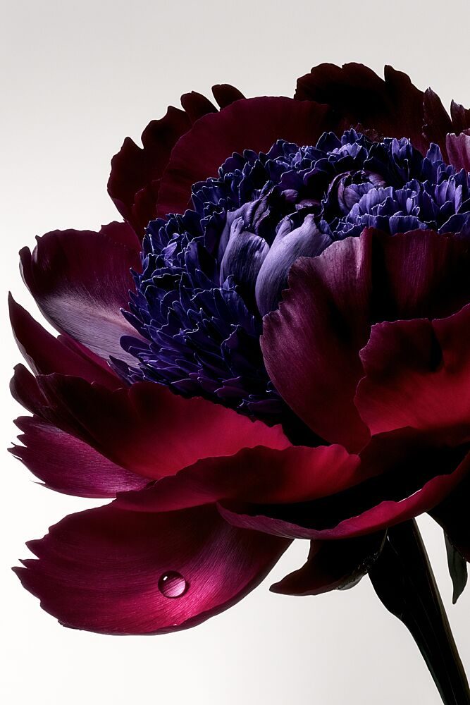 Velvet Petal Droplet art print by Minorstep for $57.95 CAD