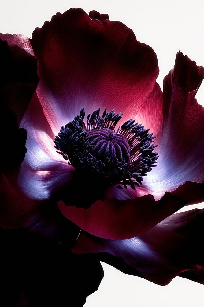 Dramatic Poppy Bloom art print by Minorstep for $57.95 CAD