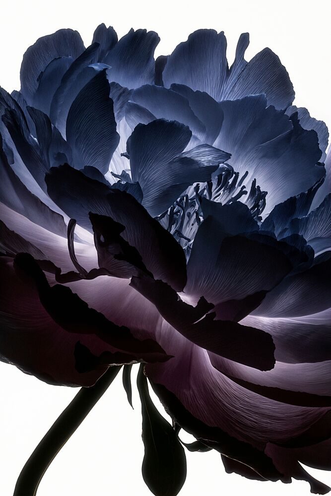 Ethereal Indigo Bloom art print by Minorstep for $57.95 CAD