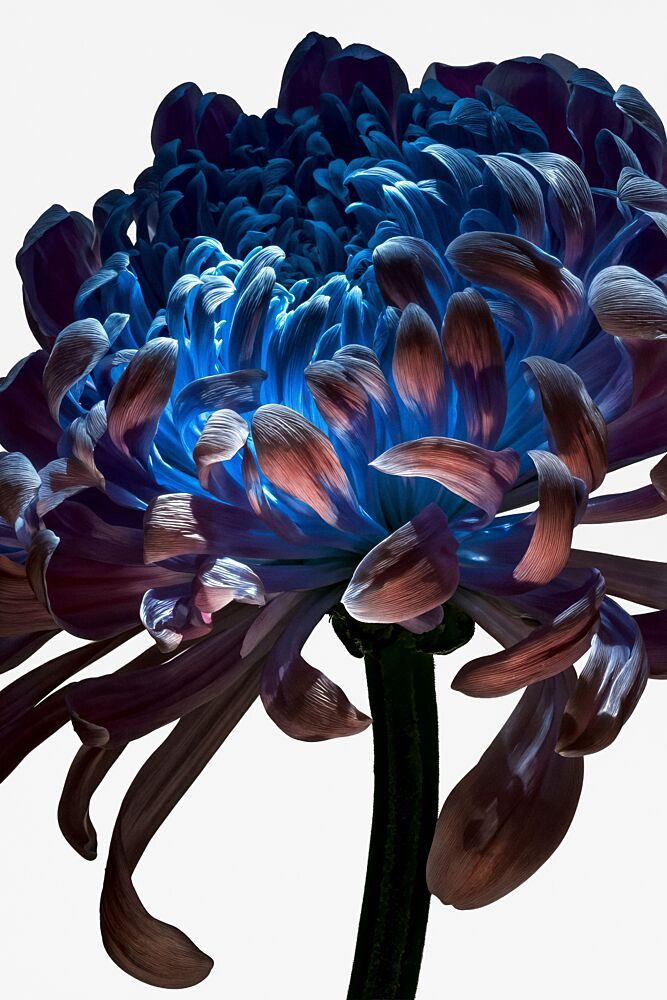 Glowing Blue Chrysanthemum art print by Minorstep for $57.95 CAD