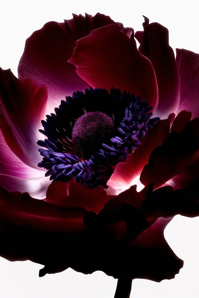 Vibrant Purple Anemone art print by Minorstep for $57.95 CAD