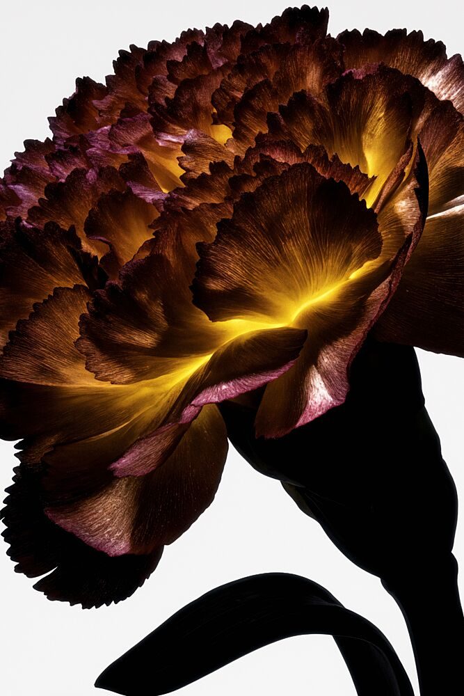 Glowing Carnation Bloom art print by Minorstep for $57.95 CAD