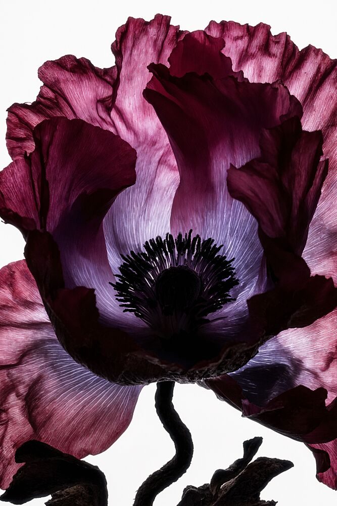Backlit Poppy Drama art print by Minorstep for $57.95 CAD