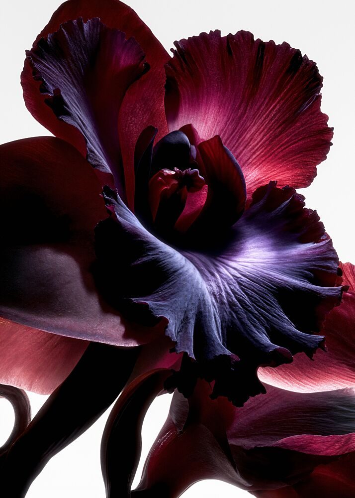 Deep Magenta Orchid art print by Minorstep for $57.95 CAD