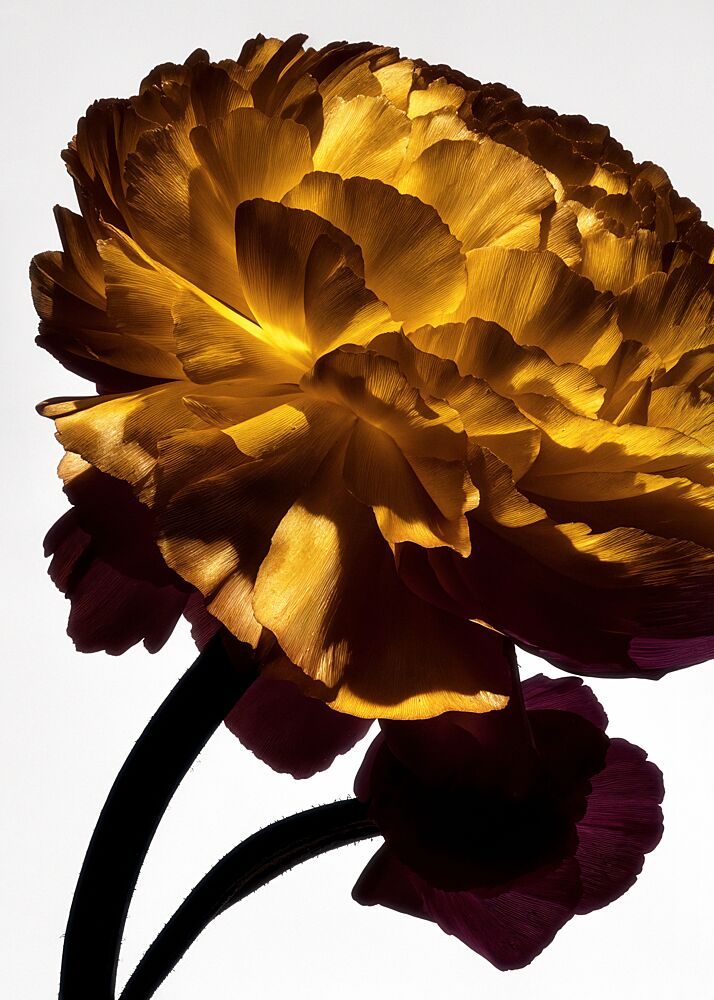 Luminous Golden Bloom art print by Minorstep for $57.95 CAD