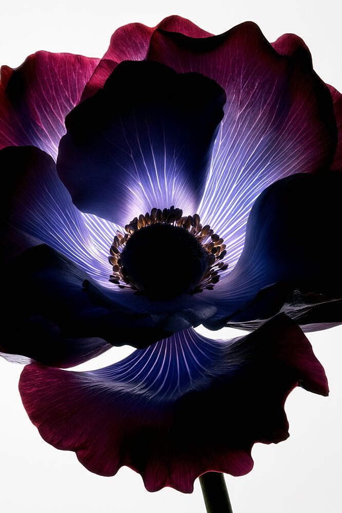 Glowing Purple Flower art print by Minorstep for $57.95 CAD