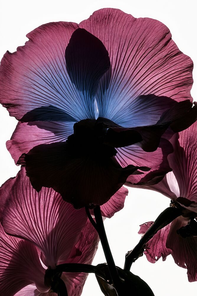 Backlit Orchid Beauty art print by Minorstep for $57.95 CAD