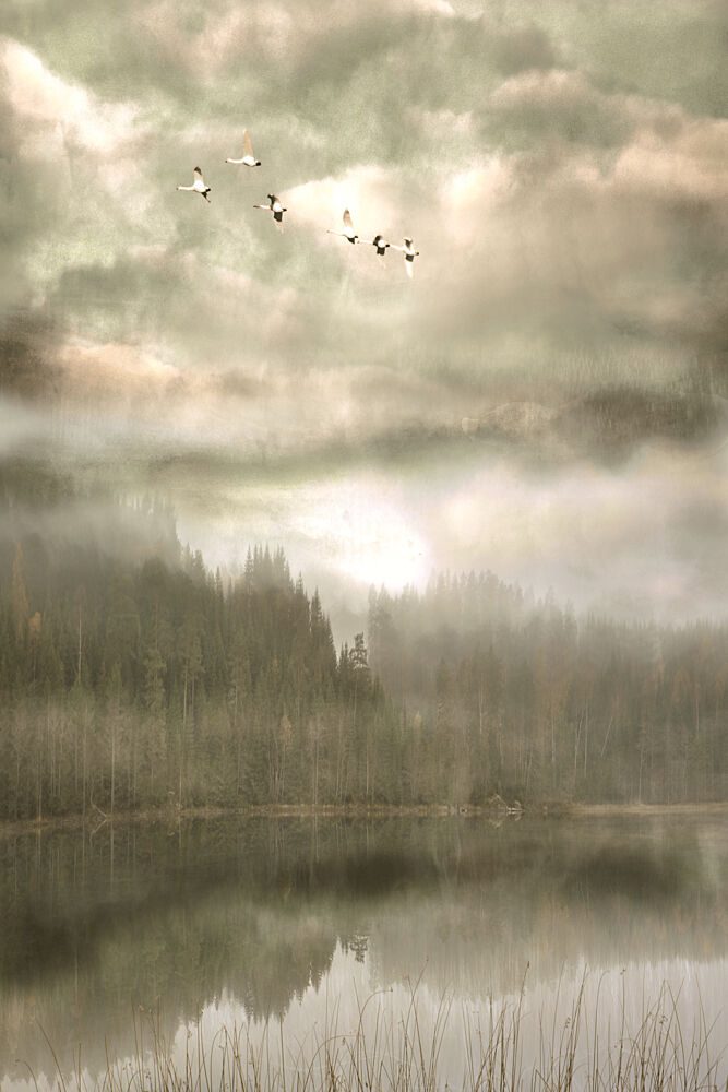 Birds over Misty Lake art print by Christina Sillen for $57.95 CAD