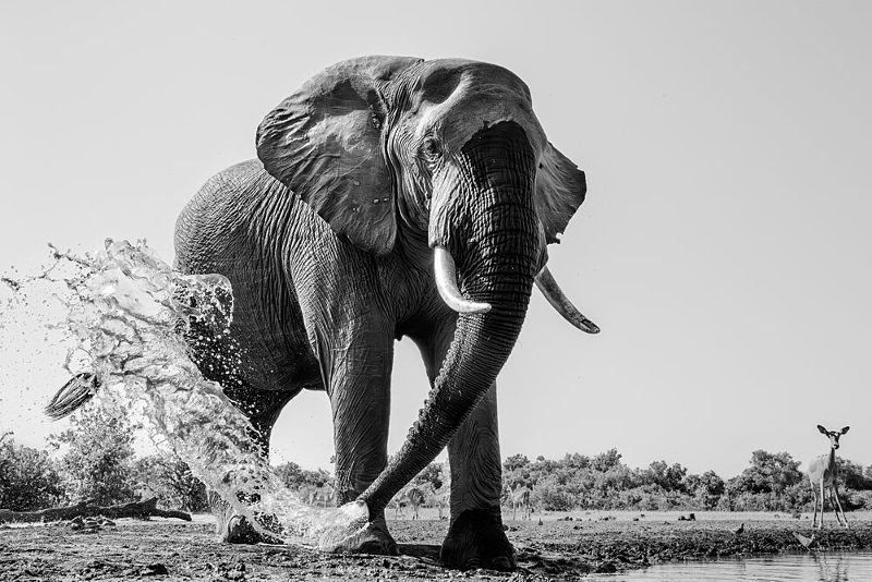 African Elephant Splashing art print by Jun Zuo for $57.95 CAD