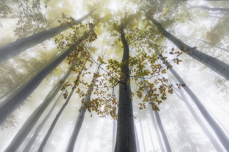 Misty Autumn Forest art print by Tom Pavlasek for $57.95 CAD