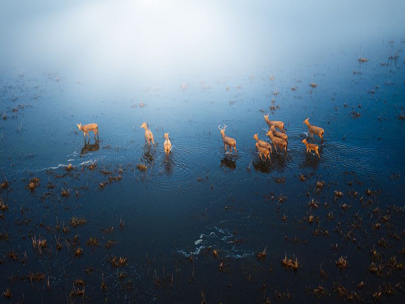 Deer in Misty Wetland art print by NingYun Ye for $57.95 CAD