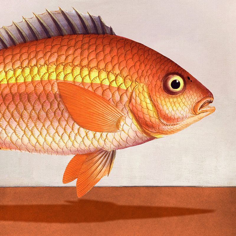 Vibrant Red Fish art print by Marja van den Hurk for $57.95 CAD