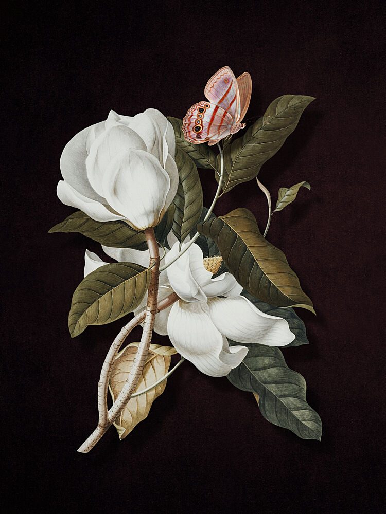 Magnolia Butterfly Bloom art print by Marja van den Hurk for $57.95 CAD