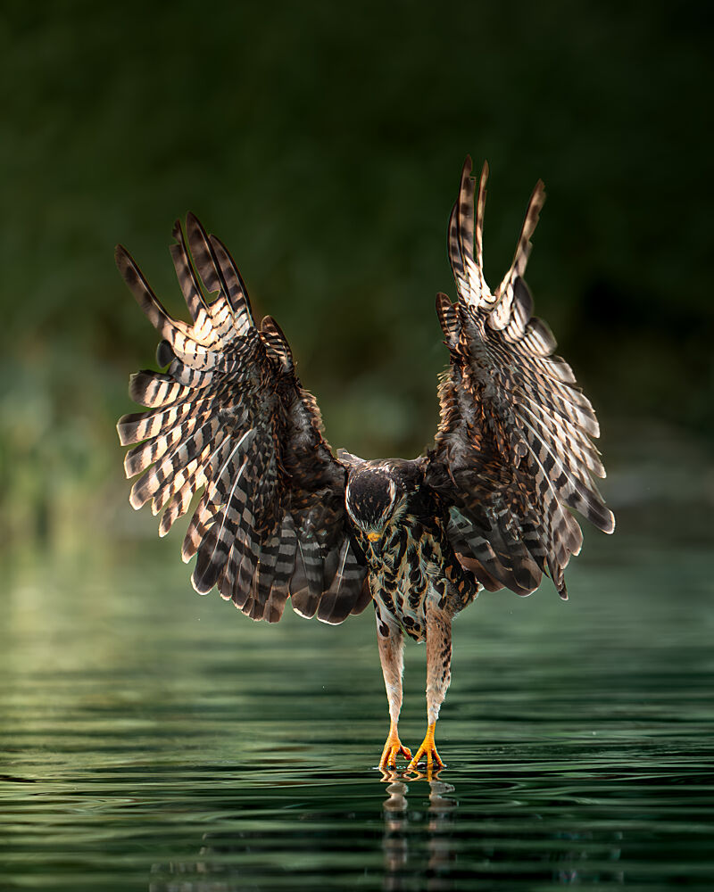 Graceful Water Hunter art print by Lisandro Perez for $57.95 CAD