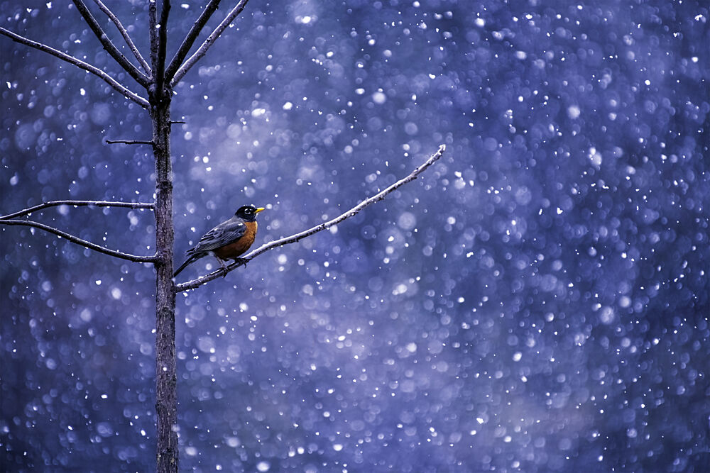 Winter Robin Snow art print by Sandra Rust for $57.95 CAD